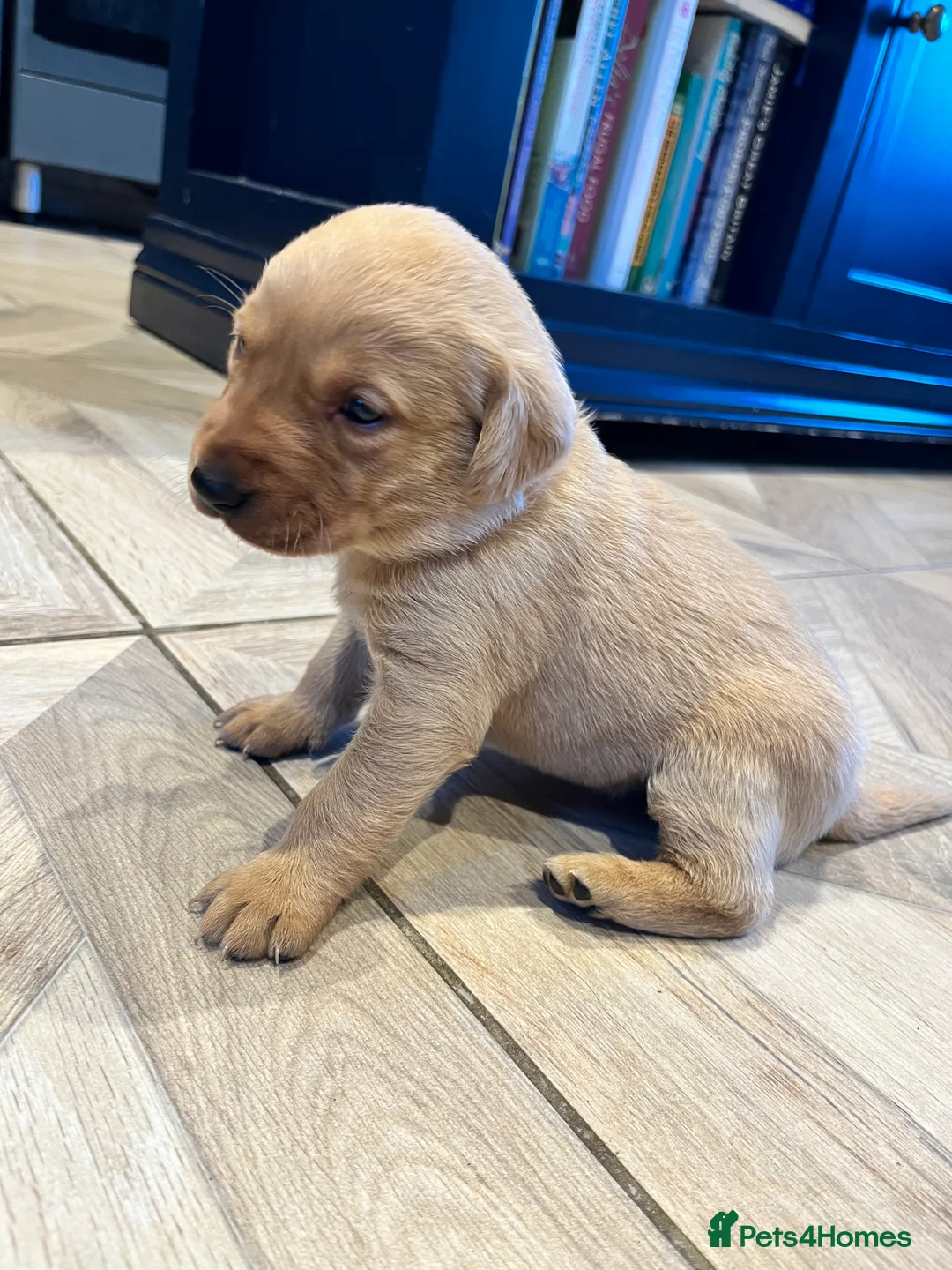 Labrador Retriever dogs for sale:  Fox red Labrador pups for sale, KC registered - Advert 11