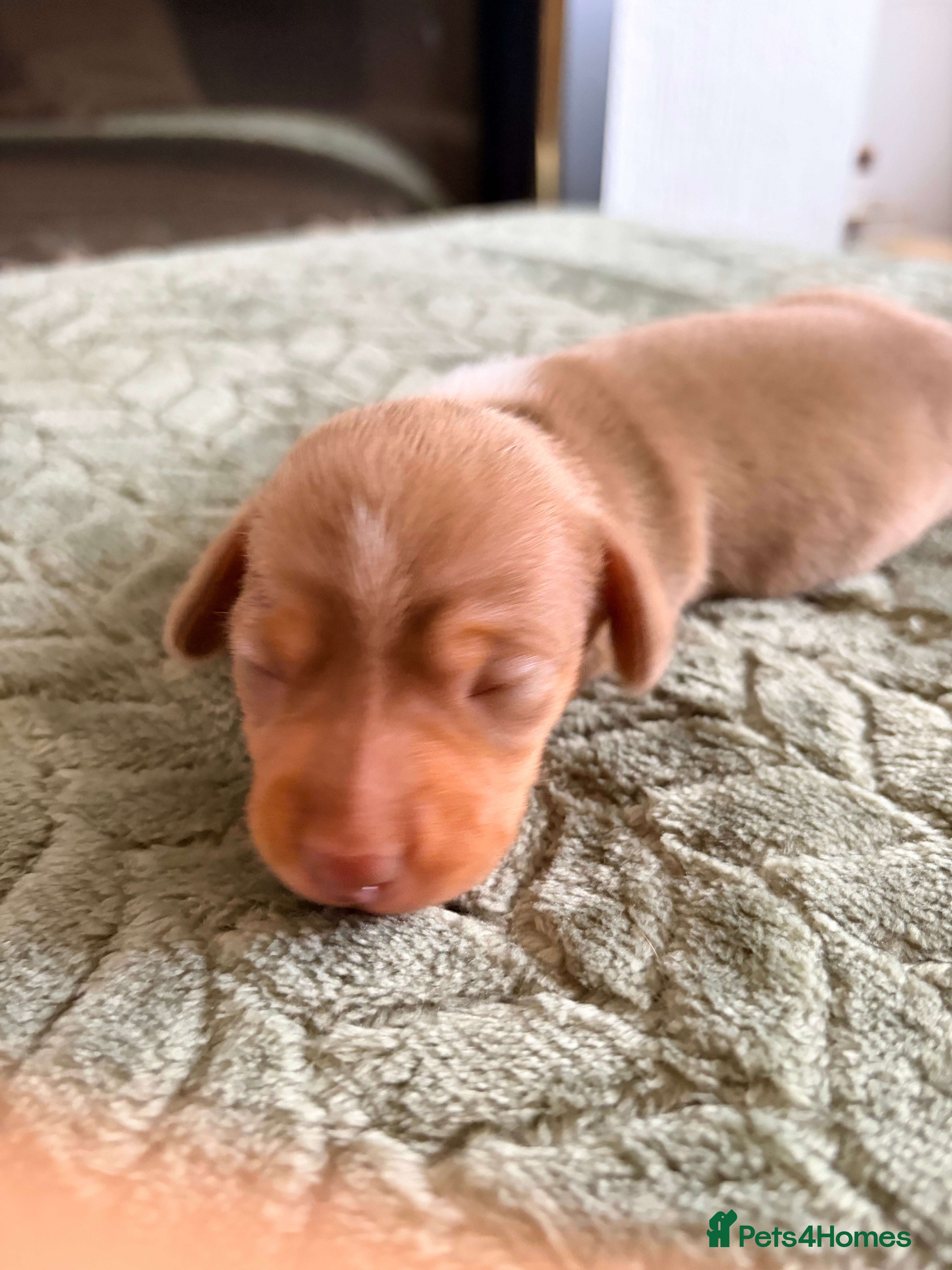 Miniature Dachshund dogs KC registered PRA clear miniature dachshunds - Advert 2