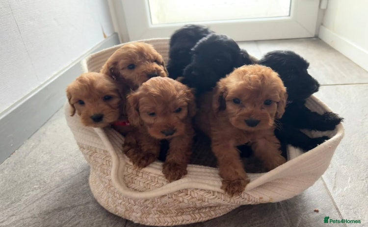 Cockapoo dogs - Advert 4