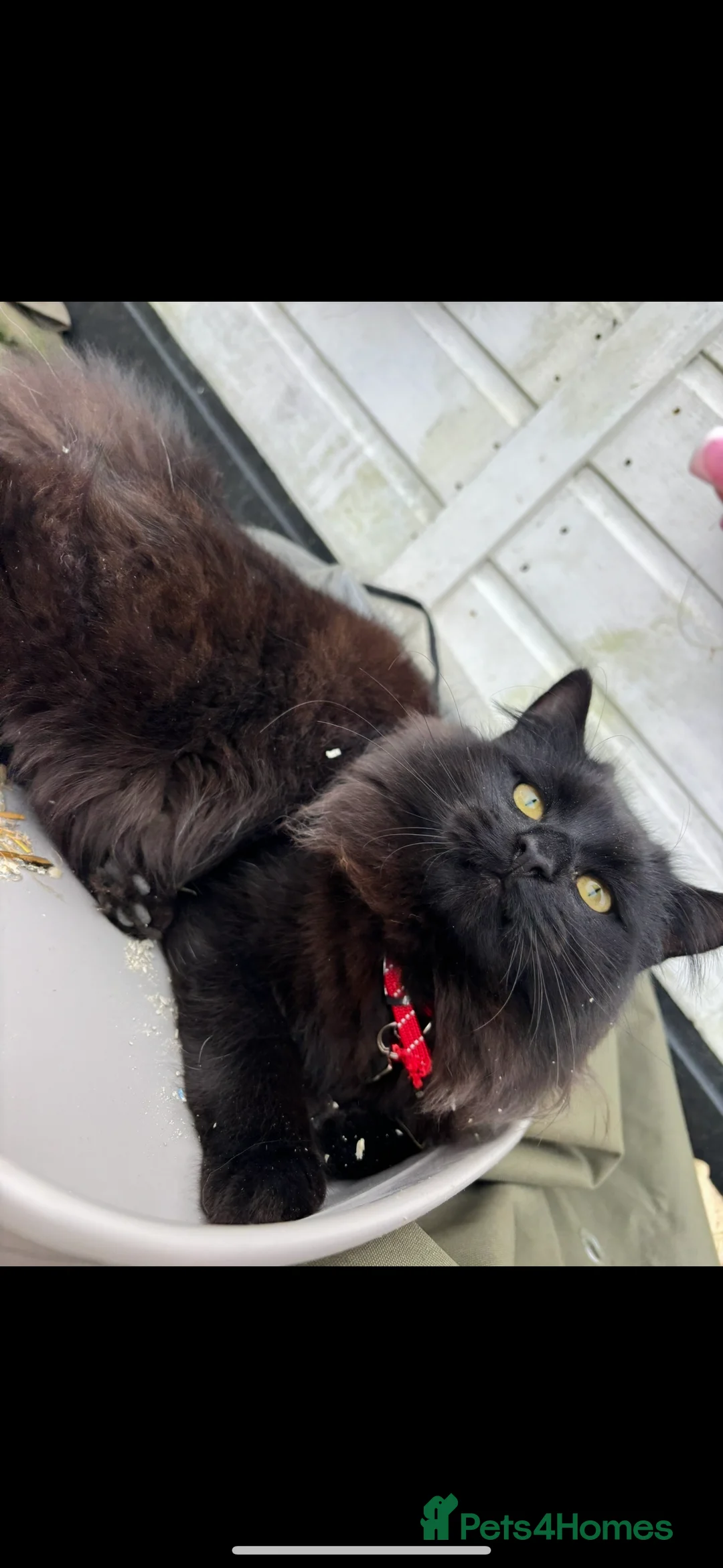 Mixed Breed cats for sale: 3 cats looking for new home  - Advert 1