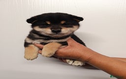 Japanese Shiba Inu dogs for sale: KC reg Japanese shiba inu puppies  - Image 6
