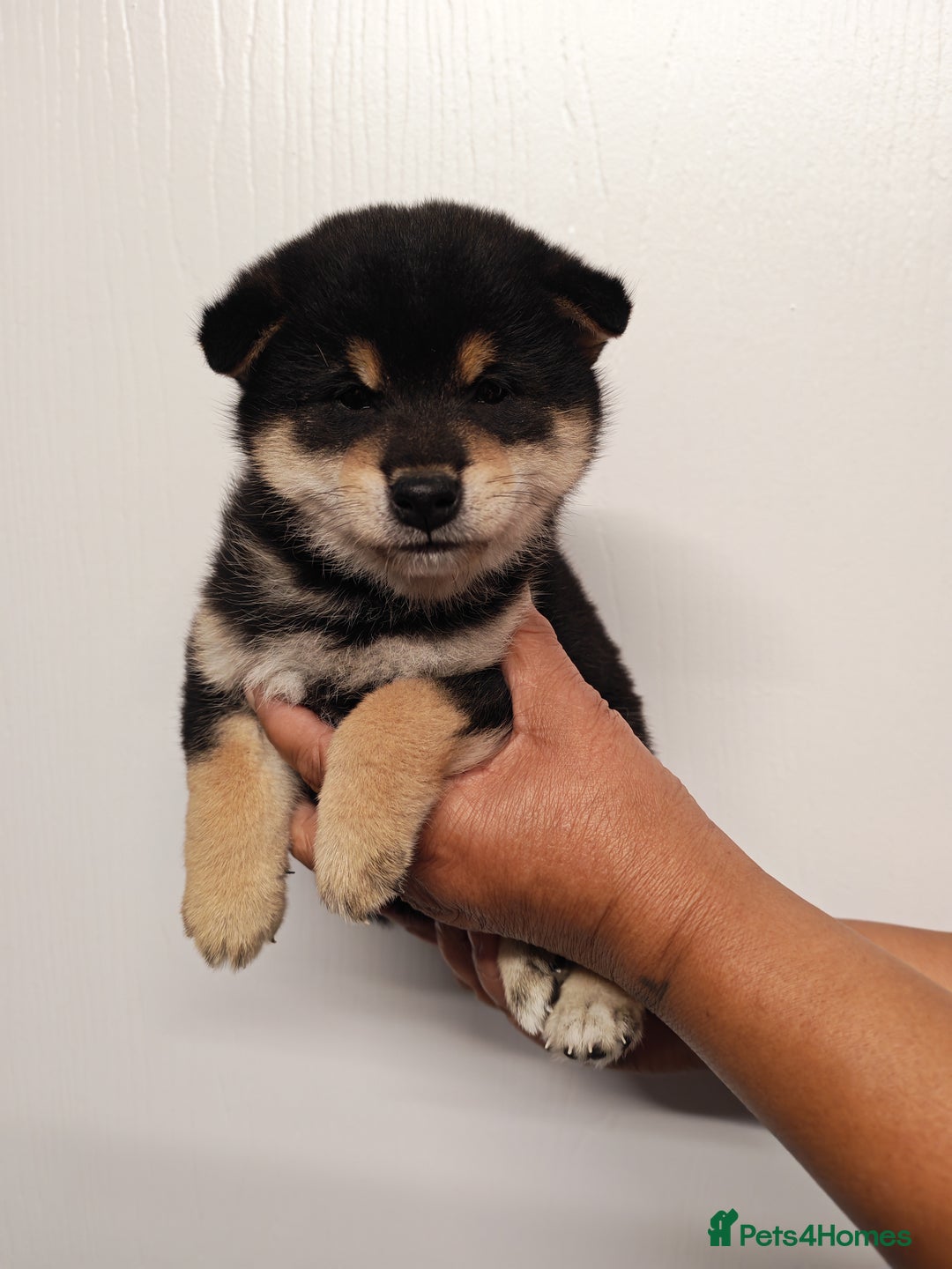 Japanese Shiba Inu dogs for sale: KC reg Japanese shiba inu puppies  - Image 6