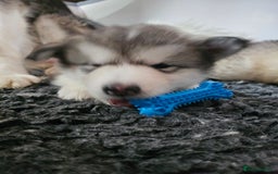 Alaskan Malamute dogs for sale: Alaskan Malamute puppies  - Advert 3