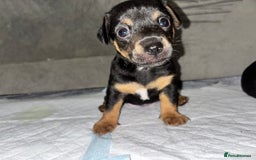 Jack Russell dogs for sale: Beautiful Jack Russell puppies - Image 8
