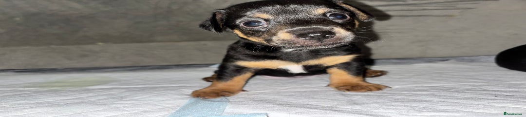 Jack Russell Puppy 5