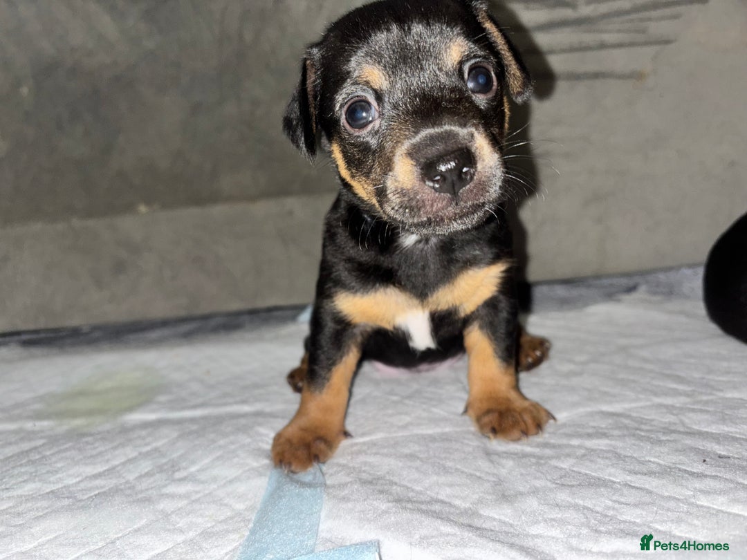 Jack Russell dogs for sale: Beautiful Jack Russell puppies - Image 8