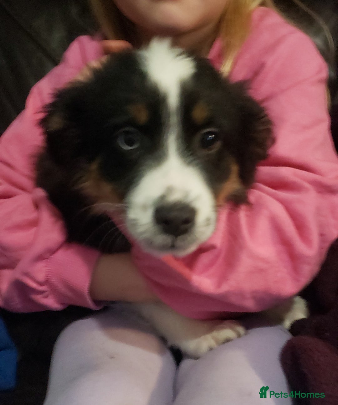 Australian Shepherd dogs for sale: Miniature Australian Shepherds ASDRegistered - Advert 7