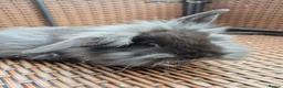 Mini Lop rabbits for sale: LAST 2! COLLECT TODAY! Baby Mini Lop Bunnies - Advert 6