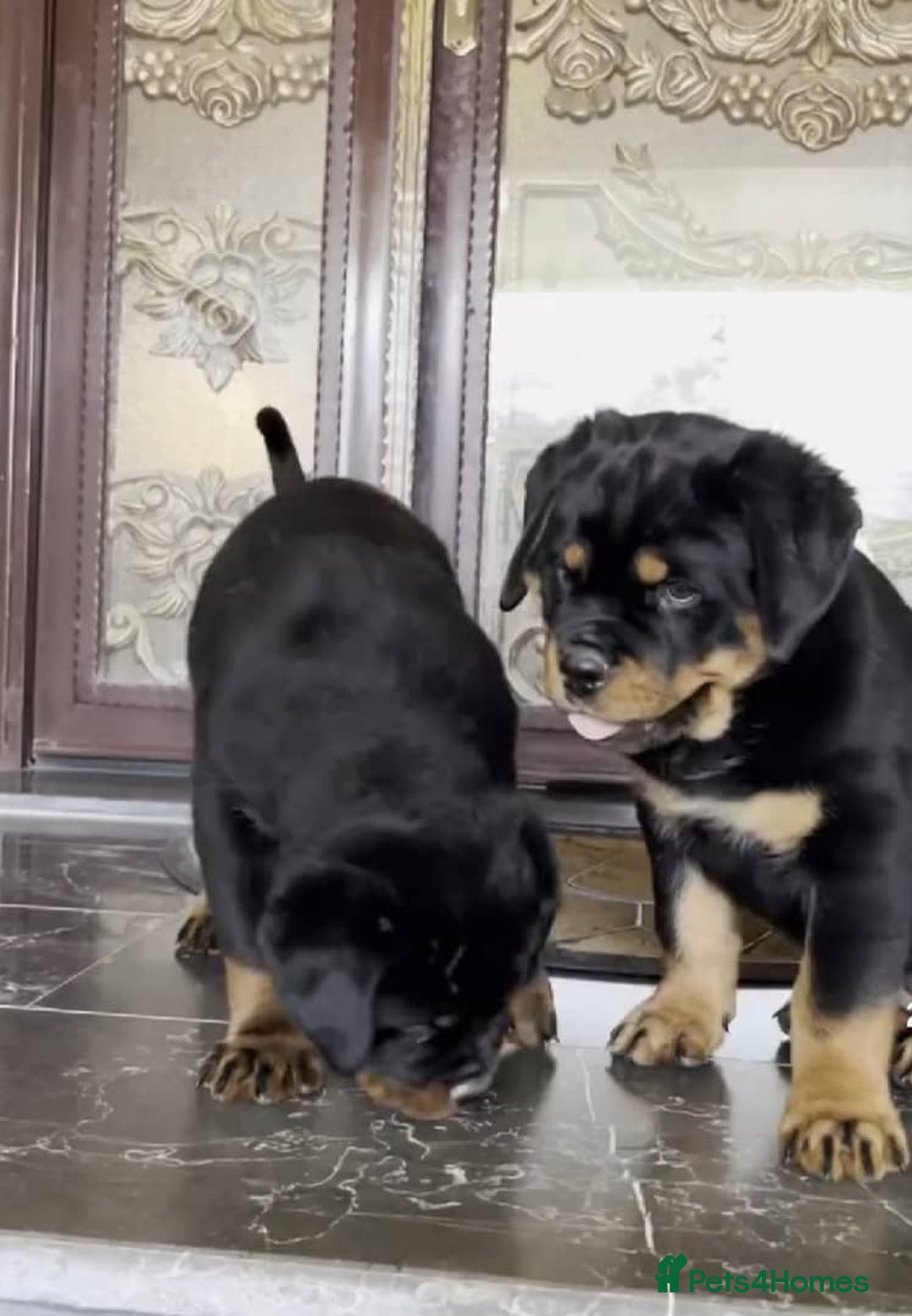 Rottweiler dogs for sale: 🐾 Quality Rottweiler Puppies🏡 - Image 5