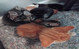 Mixed Breed cats for sale: 7 Beautiful tabby x British Short Hair ready - Image 16