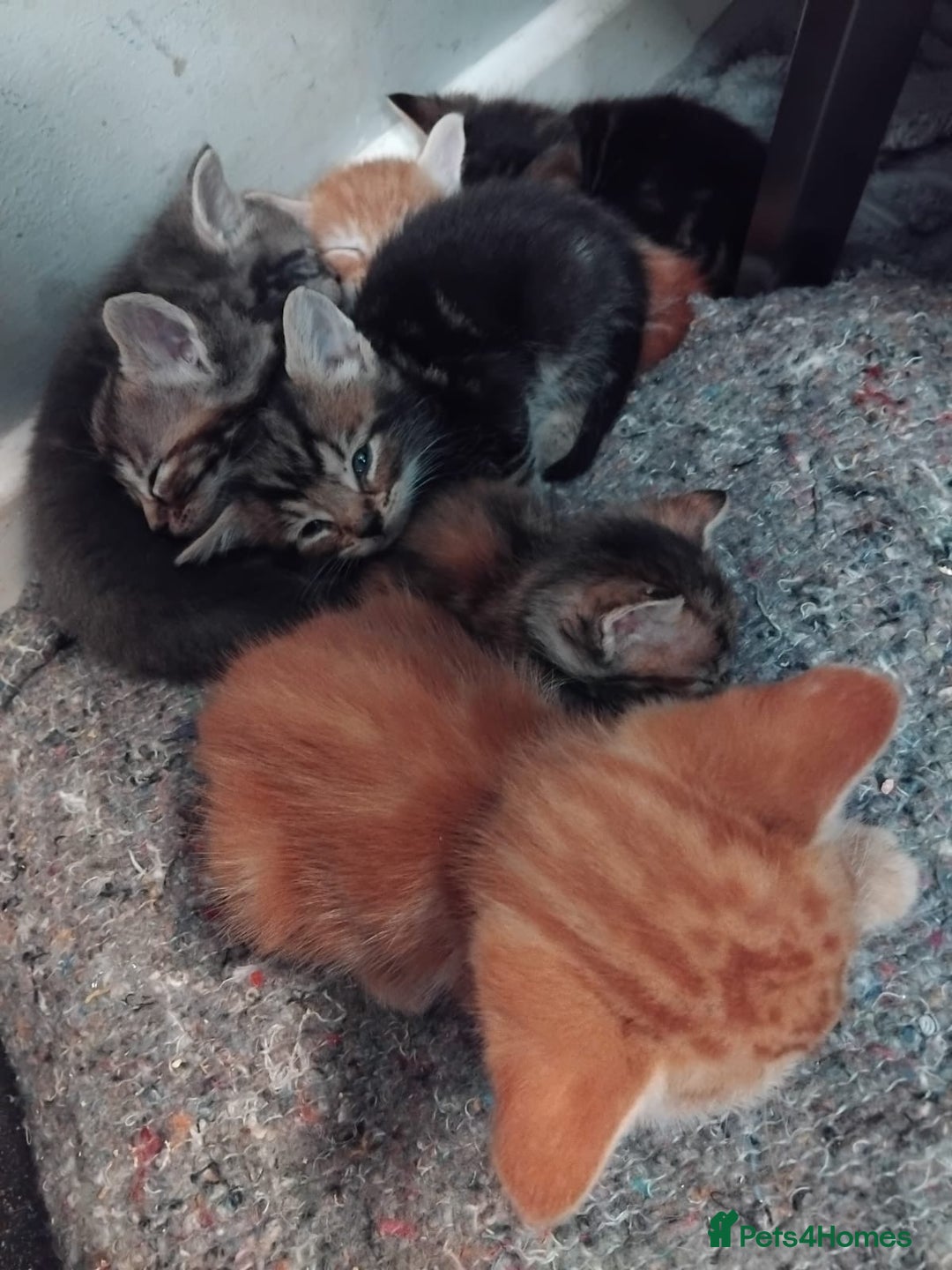 Mixed Breed cats for sale: 7 Beautiful tabby x British Short Hair ready - Image 16