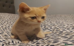 British Shorthair cats for sale: British shorthair kittens and scotish fold  - Image 24