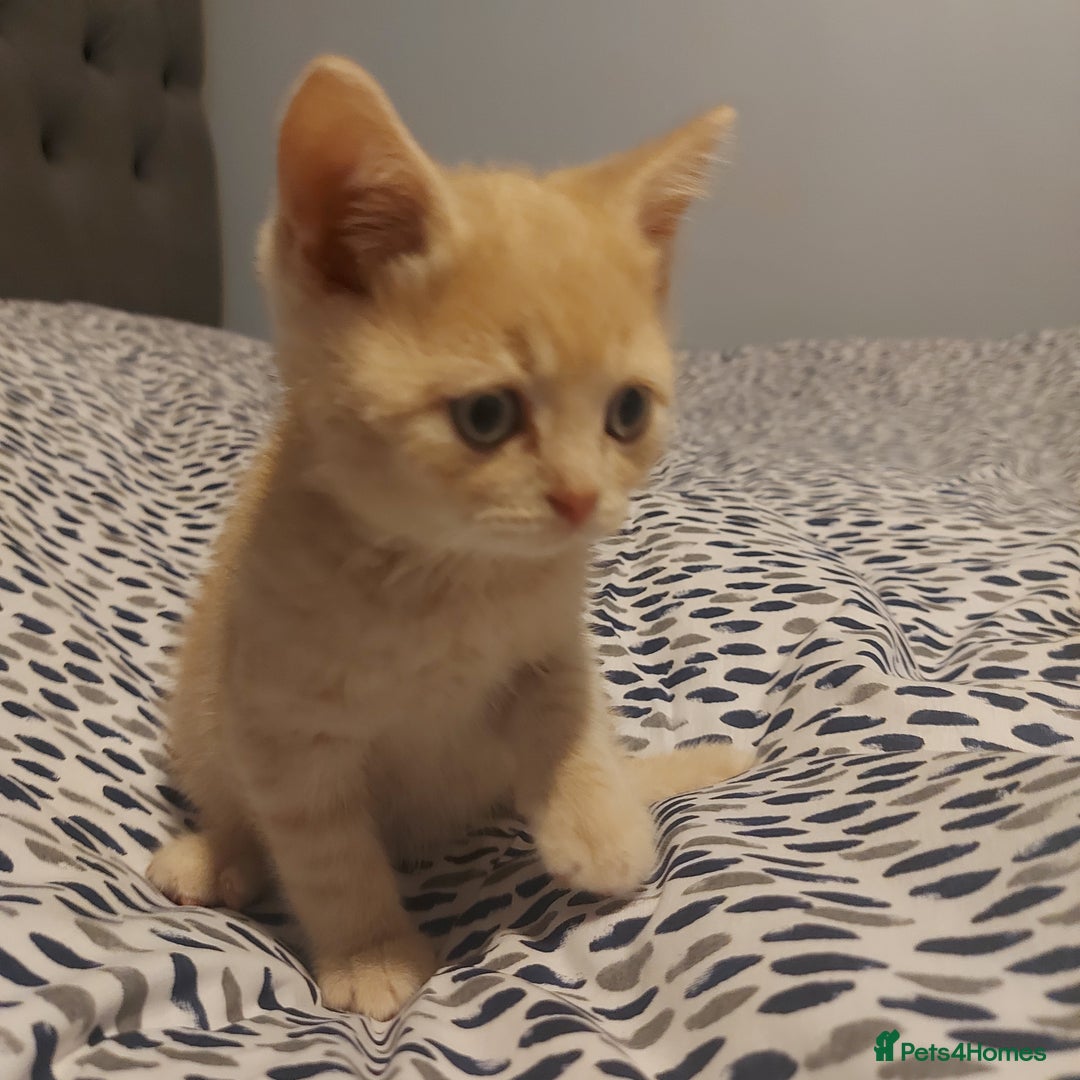 British Shorthair cats for sale: British shorthair kittens and scotish fold  - Image 24