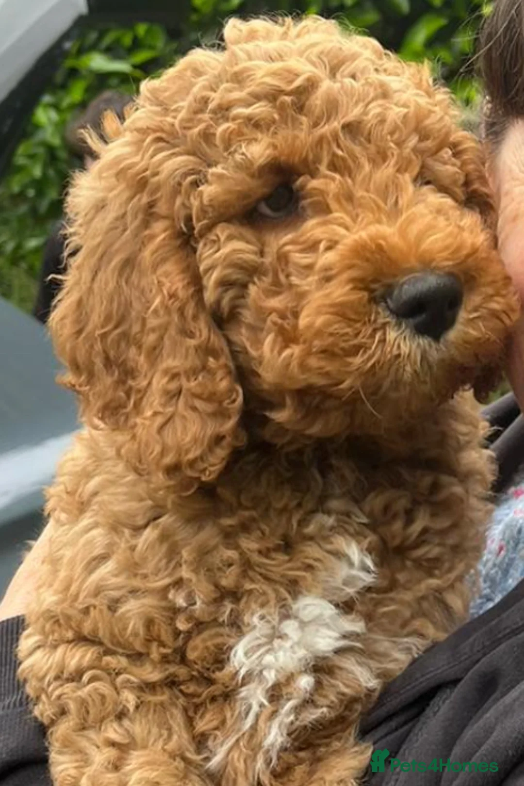 Goldendoodle dogs for stud: Goldendoodle Standard size (proven)  in Manchester - Advert 26