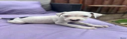 Staffordshire Bull Terrier dogs for sale: 6 Beautiful Puppies - Advert 5