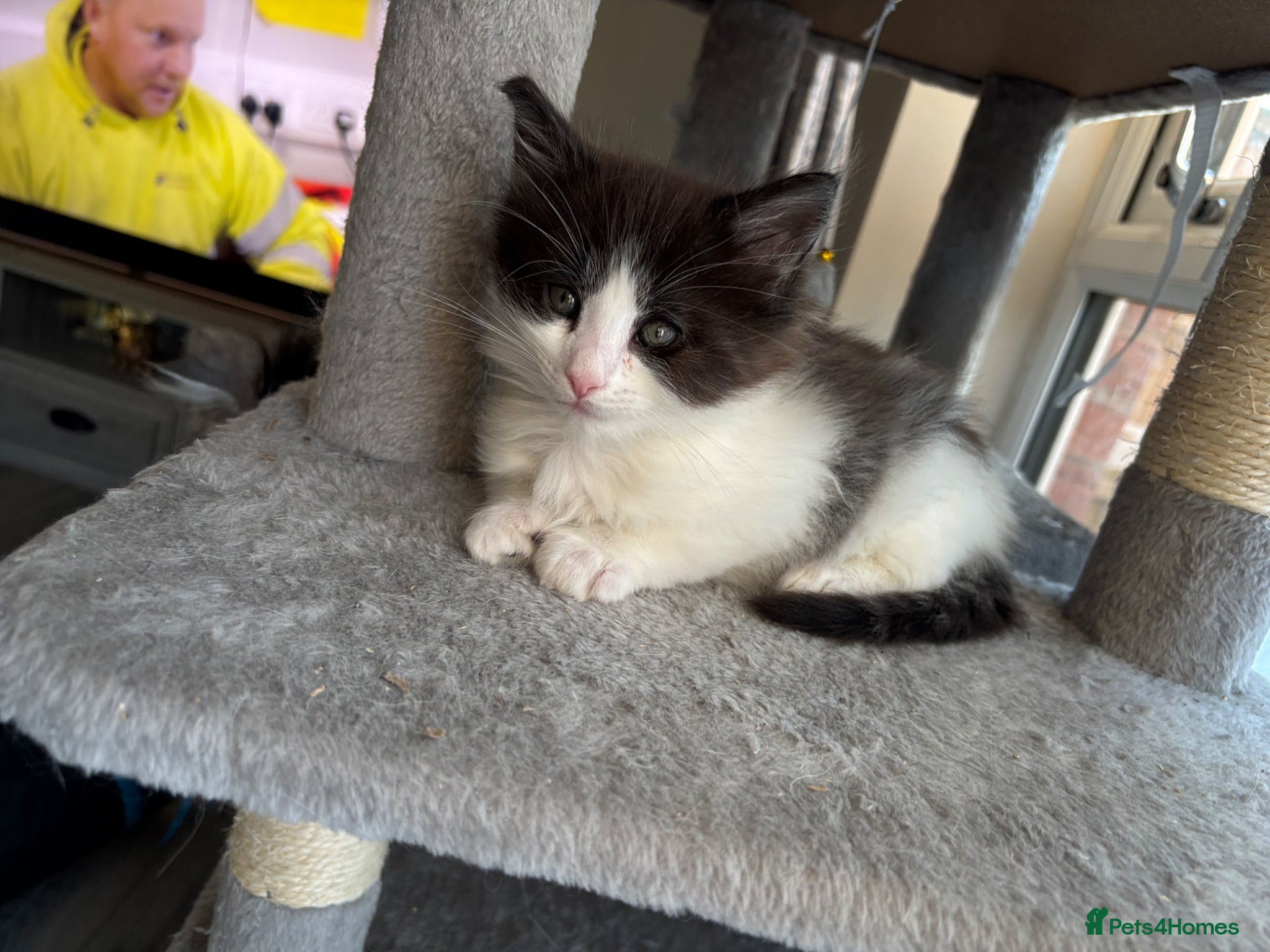 Mixed Breed cats 2 BLACK AND WHITE MALE DLH READY NOW - Advert 6