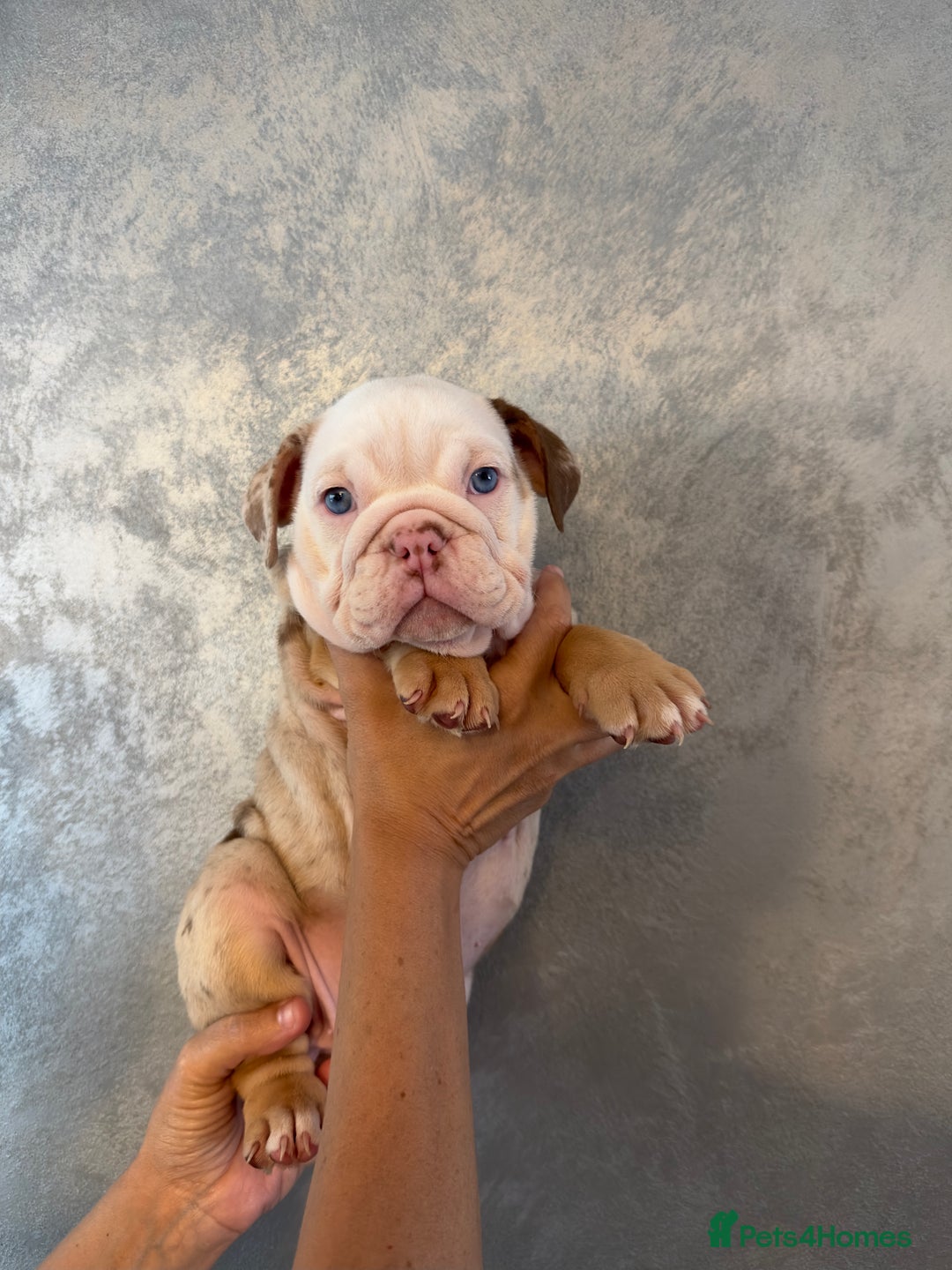 English Bulldog dogs for sale: **REDUCED **READY TO LEAVE CHUNKY ENGLISH BULLDOG - Image 37