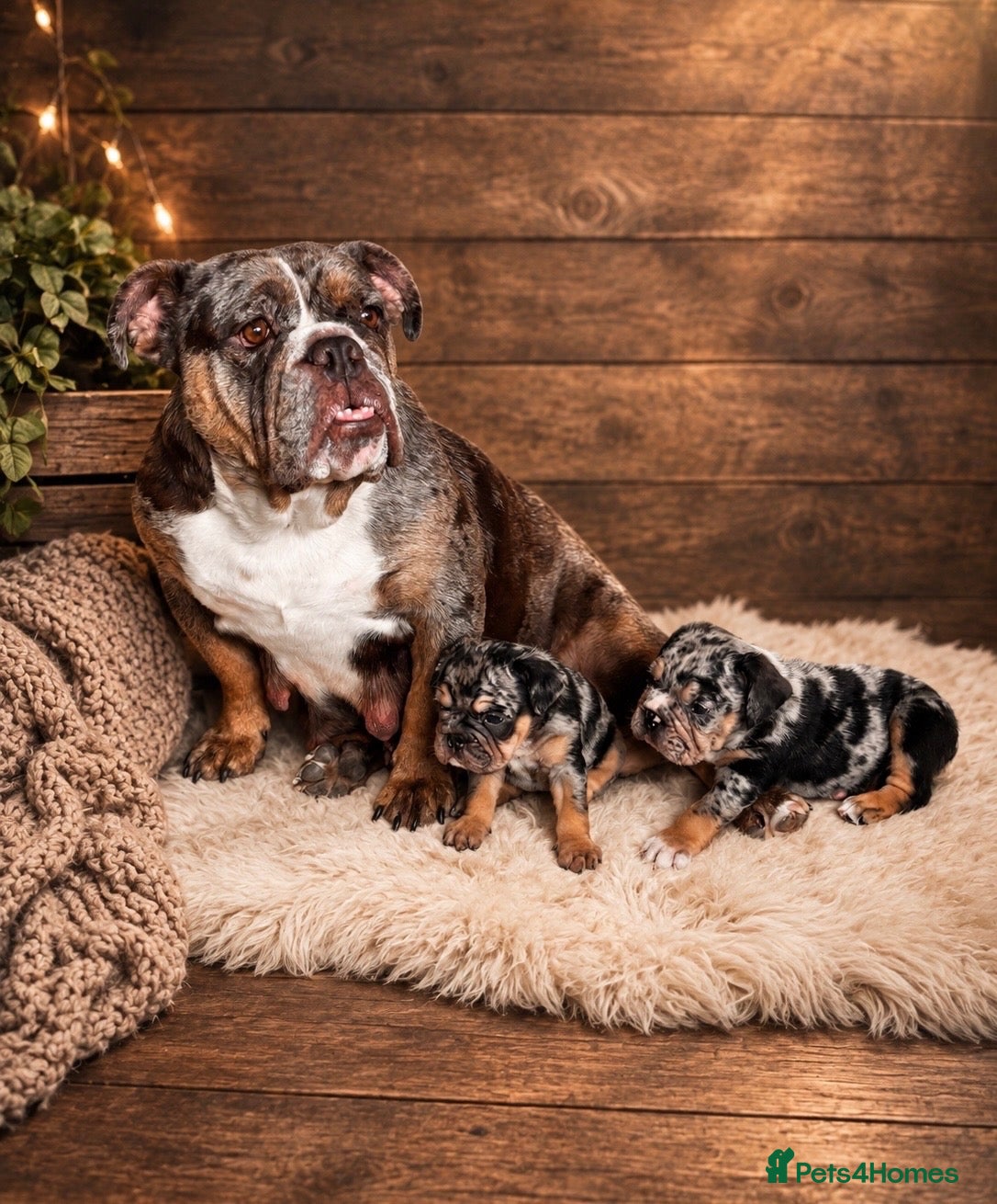 English Bulldog dogs English bulldog - Advert 5