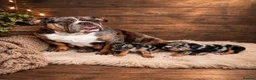 English Bulldog dogs for sale: English bulldog in London - Advert 1