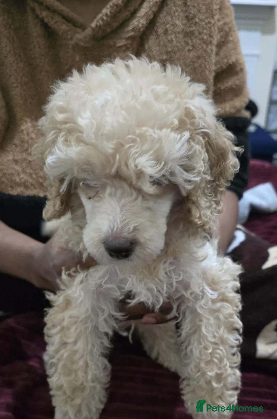 Miniature Poodle dogs for sale: Male miniature poodle 9wks old - Advert 6