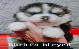 Pomsky dogs for sale: Micro F4 pomsky pups  - Image 7
