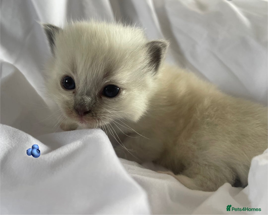 Ragdoll cats for sale: ✨Ragdoll Kittens Available – European Lines ✨ - Image 11