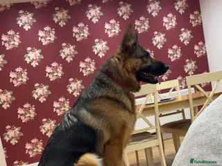 Golden Shepherd dogs 6 Beautiful Golden Shepherd Girls Available! - Advert 4