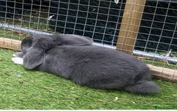Mini Lop rabbits for sale: Mini lops  - Image 5