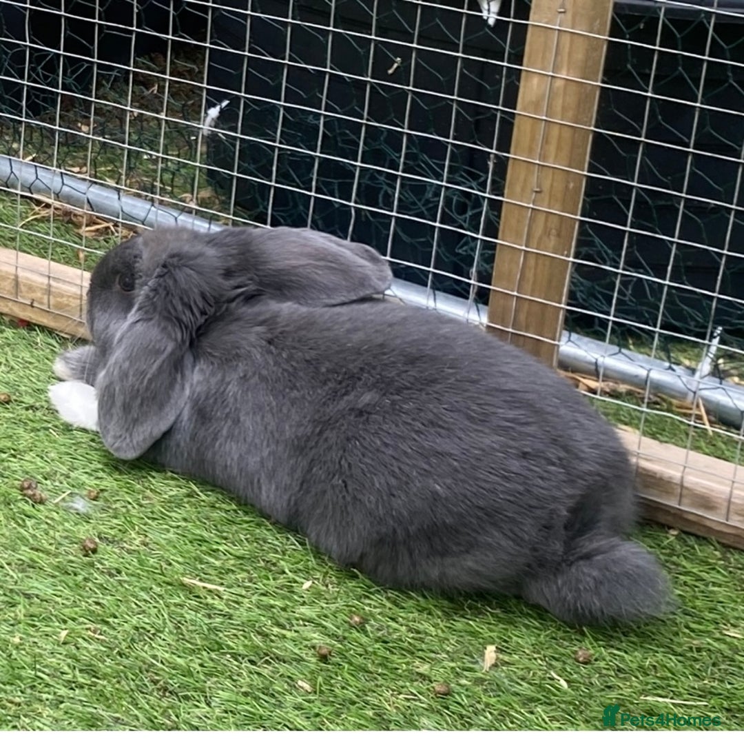 Mini Lop rabbits for sale: Mini lops  - Image 5
