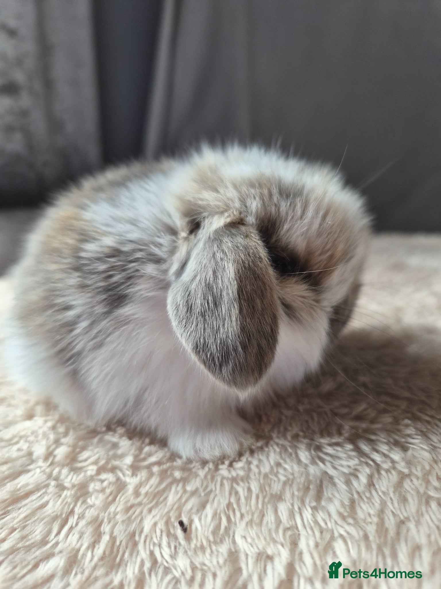 Mini Lop rabbits Baby Tri coloured available  - Advert 1