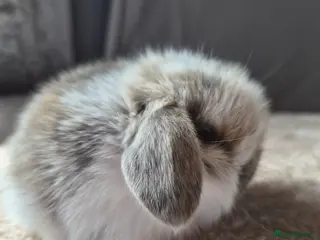Mini Lop rabbits Baby Tri coloured available - Advert 1