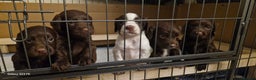 Cocker Spaniel dogs for sale: 5 Beautiful working cocker spaniel puppies  - Advert 8