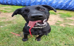 Mixed Breed dogs for adoption: Ben     - Image 7