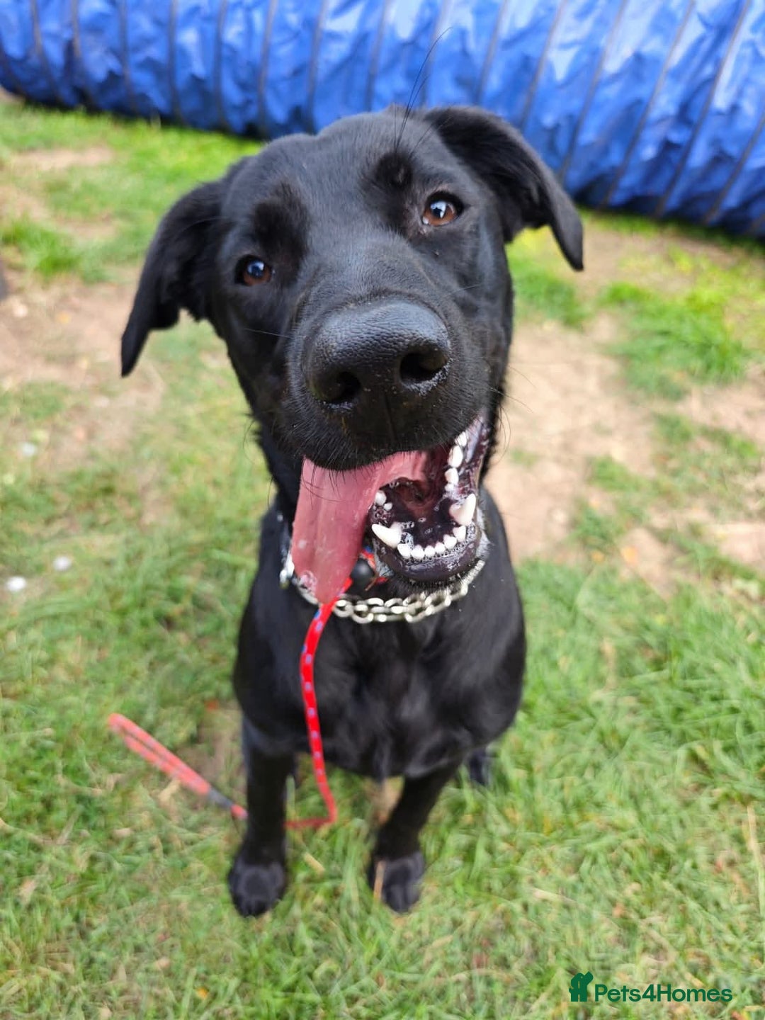 Mixed Breed dogs for adoption: Ben     - Image 7