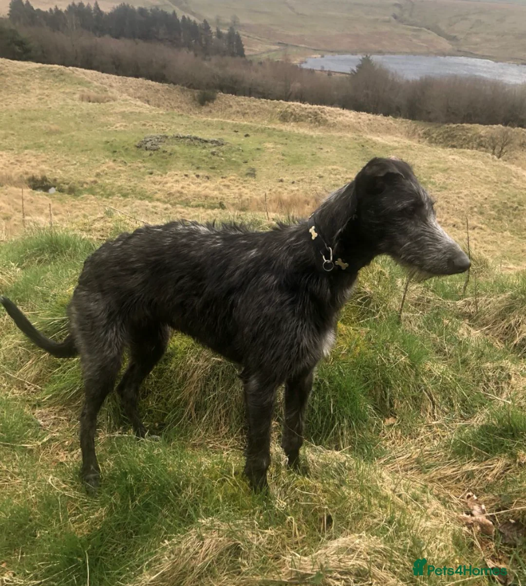 Deerhound dogs for sale: deerhound female seven mth old  in Rossendale - Advert 2