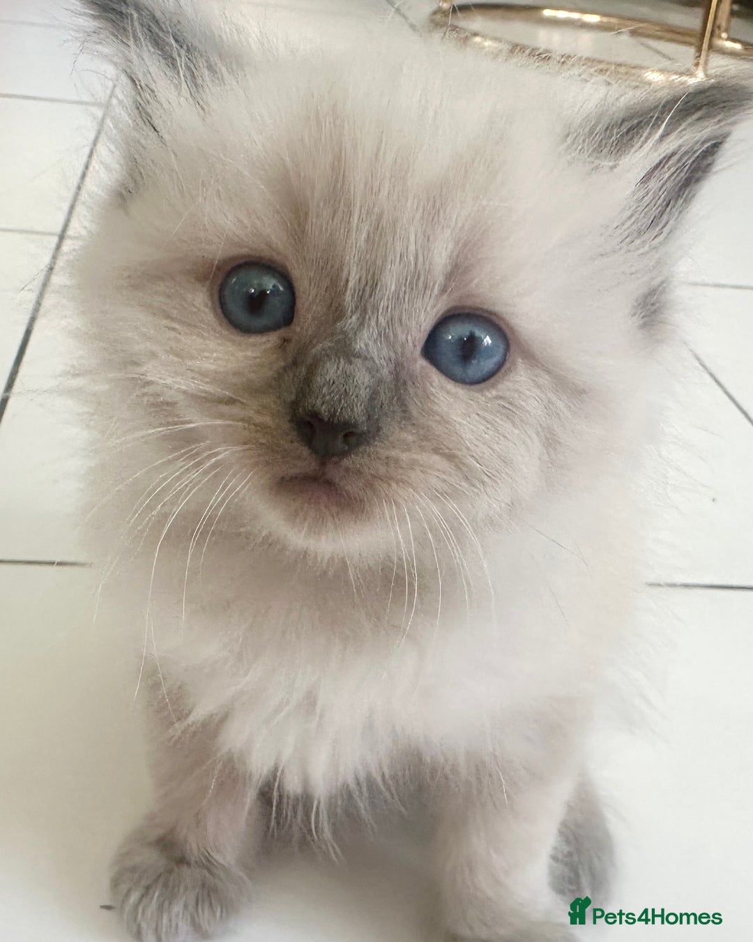 Ragdoll cats for sale: Ragdoll kittens blue point and mitted  - Image 10