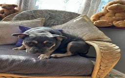 French Bulldog dogs for sale: Female lilac and tan French bulldog  - Image 4