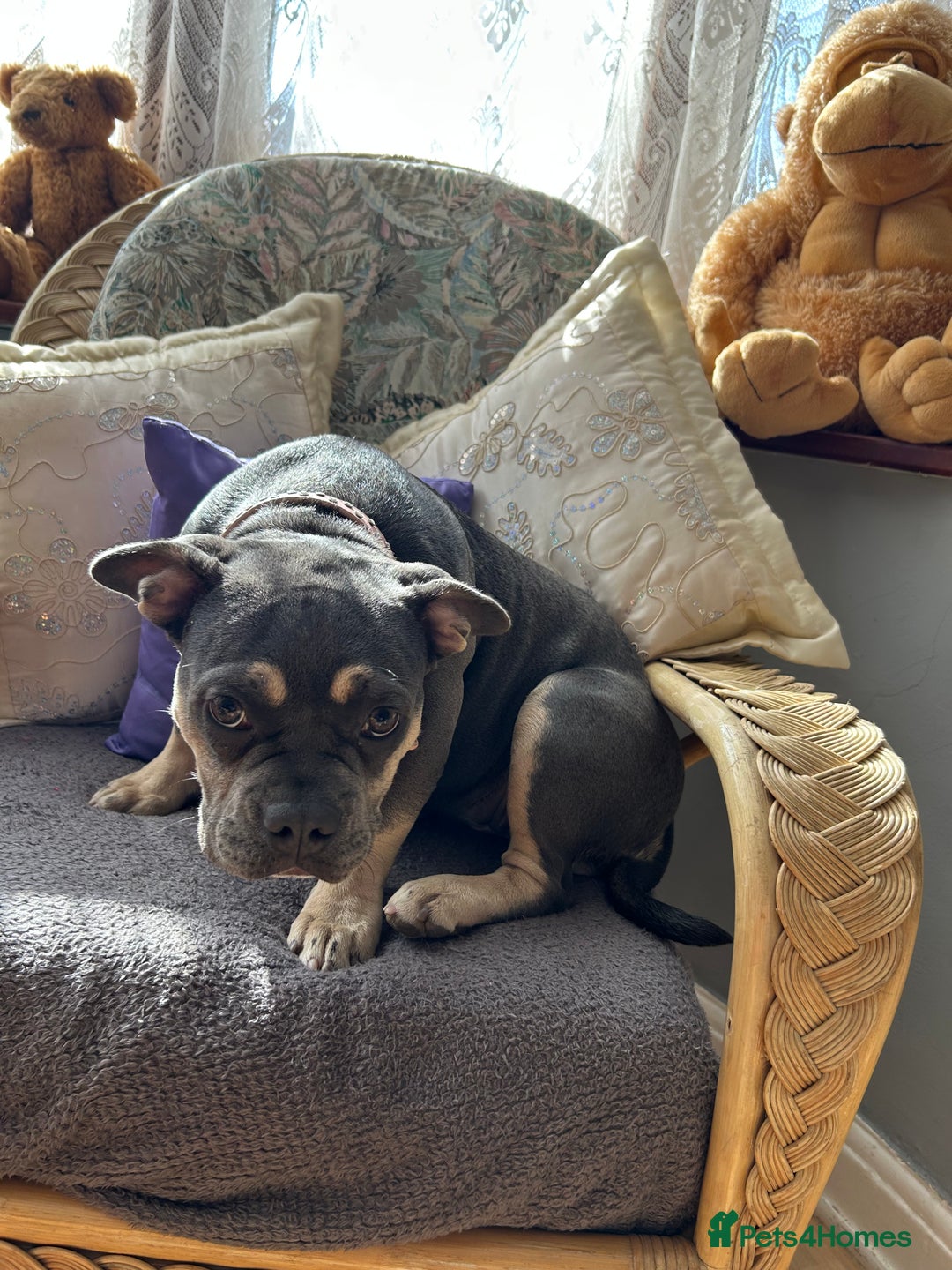 French Bulldog dogs for sale: Female lilac and tan French bulldog  - Image 4