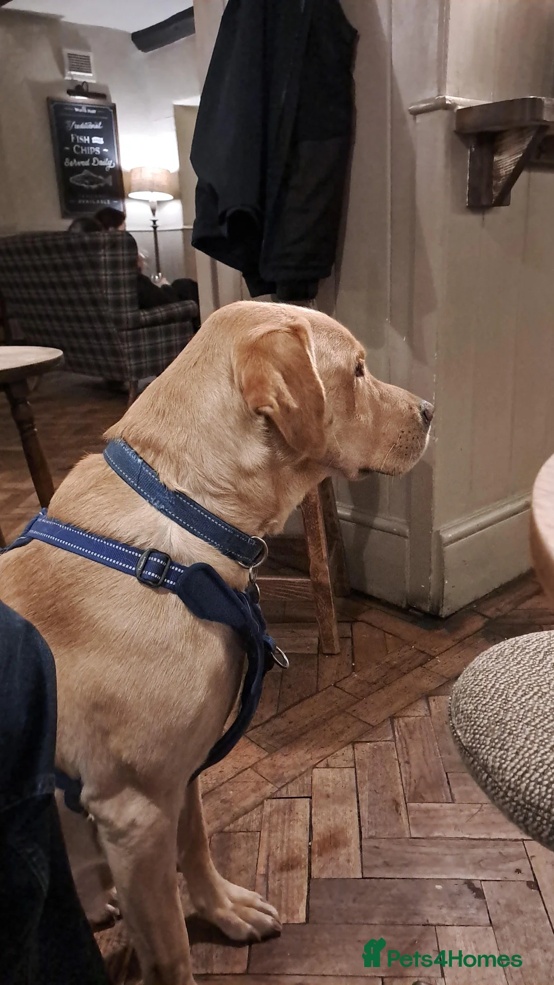 Labrador Retriever dogs for stud: Gorgeous KC Purebred Yellow Labrador For Stud - Advert 37