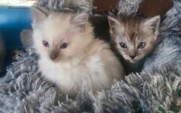 Ragdoll cats for sale: Stunning 3/4 Ragdoll kittens - Advert 16