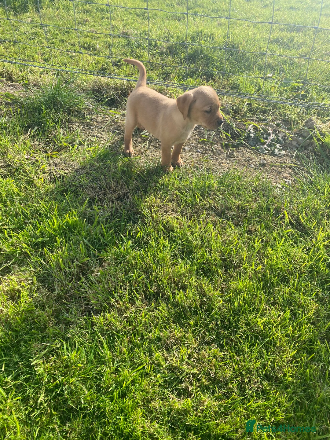 Mixed Breed dogs for sale: 8 Beautiful pups looking their forever home🥰 - Image 15