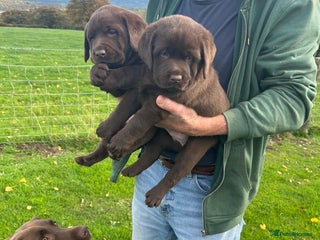 Labrador Retriever dogs KC Labrador Puppies Black Lab puppies - Advert 11