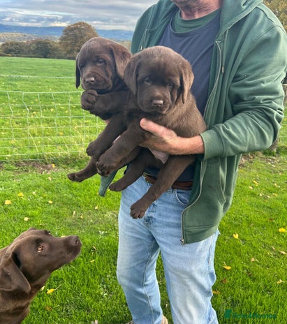Labrador Retriever dogs KC Labrador Puppies Black Lab puppies - Advert 1