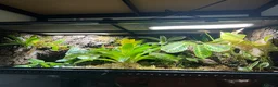 Skink reptiles for sale: Breeding pair of red eye crocodile skinks - Advert 6