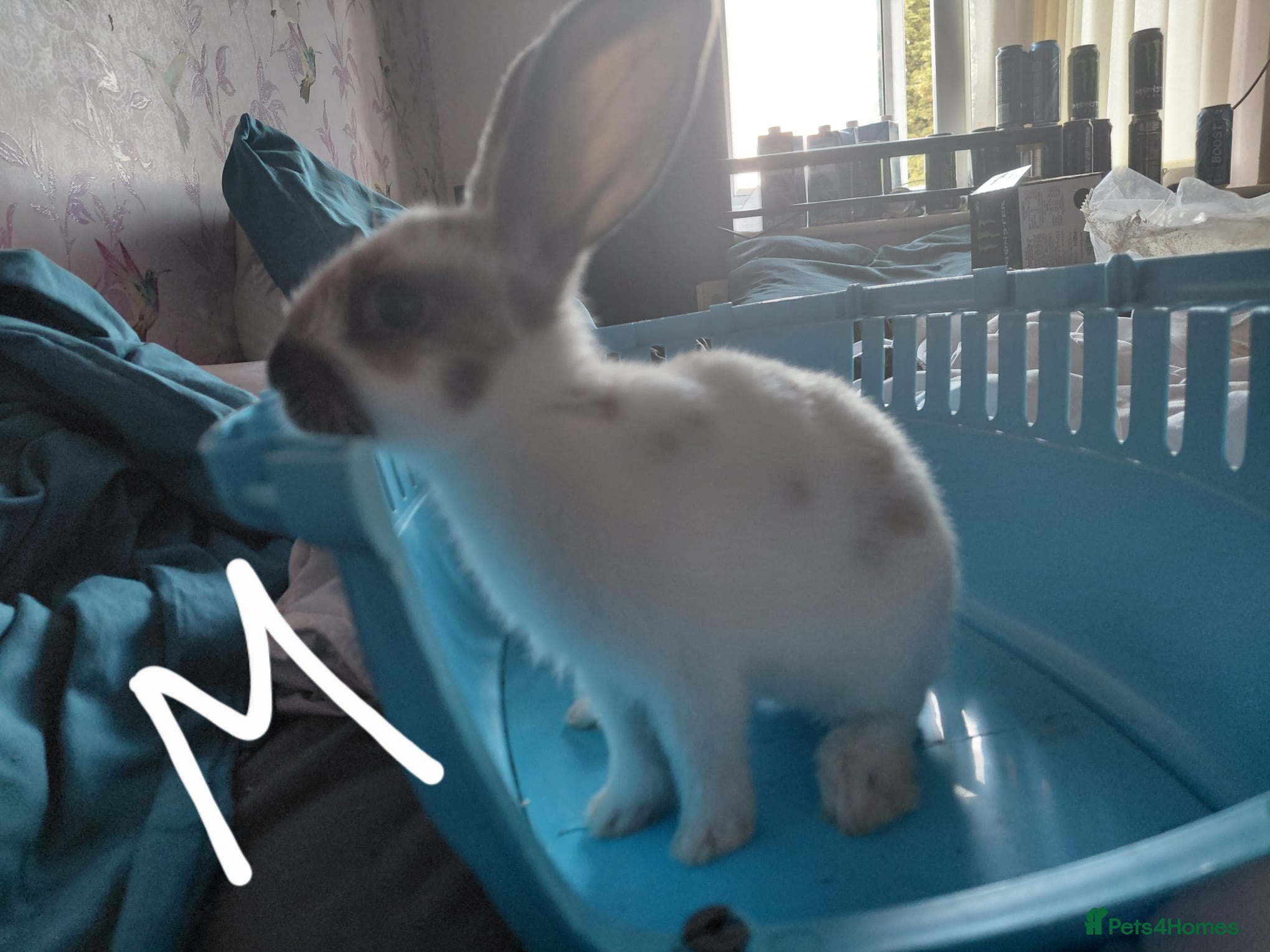 Mixed Breed rabbits for sale: Baby Bunnies  in Wolverhampton - Advert 3