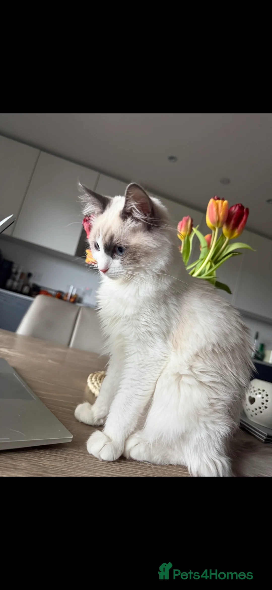 Ragdoll cats for sale: Ragdoll - Advert 1