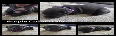 Purple Collar Male