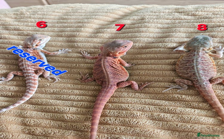 Bearded Dragon reptiles - Advert 1