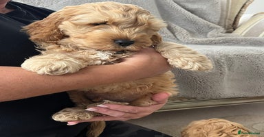 Cockapoo dogs - Advert 11