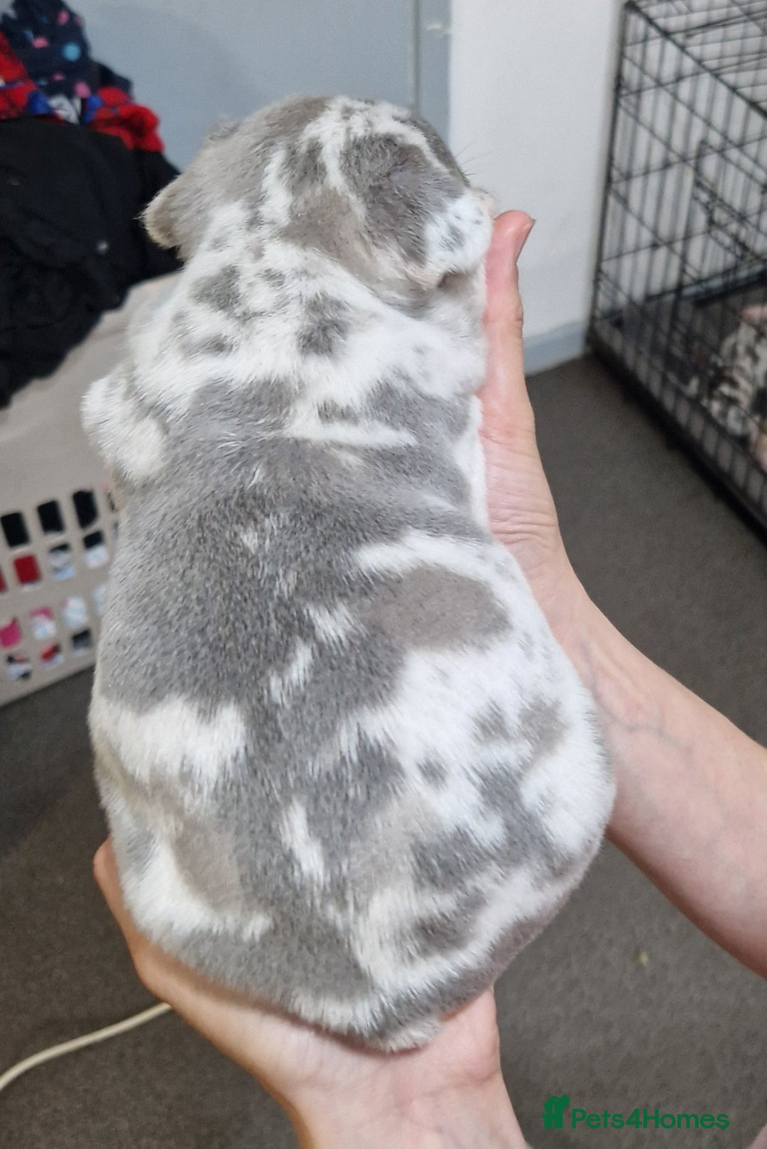 French Bulldog dogs for sale: 3 French bulldog puppies left - Image 12
